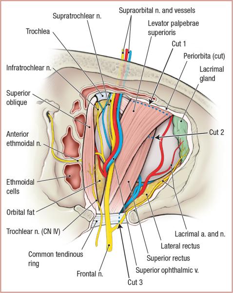 thumbs/Superior Orbit.jpeg.jpg